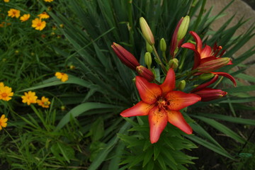 Flower Lily