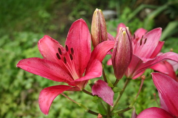 Flower Lily