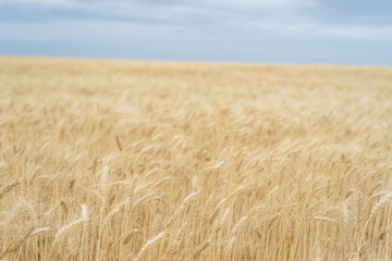 Beautiful wheat crop in a field