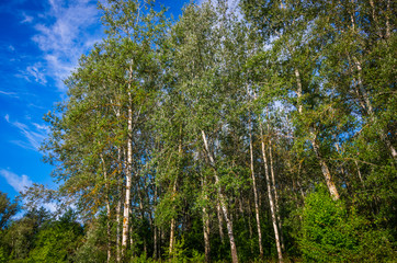 Fototapeta premium Summer birchwood