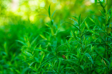 Good green tarragon