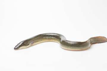 新鮮なウナギ