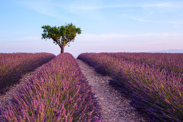 Lavender field summer sunset landscape with single tree near Val