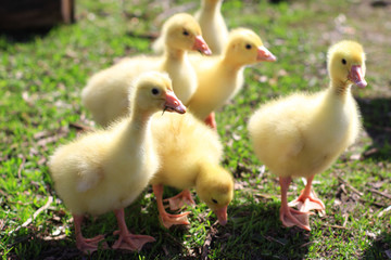 Goslings in the sun