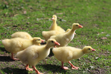 seven goslings