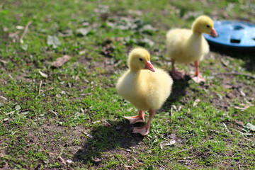 Two gosling