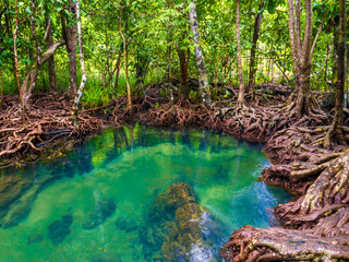Mangrove forests with turquoise green water in the stream
