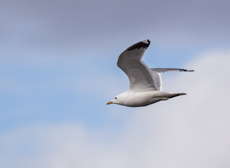 Fototapeta na wymiar gulls flying