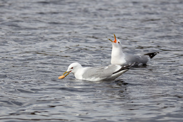Seagull with bagel