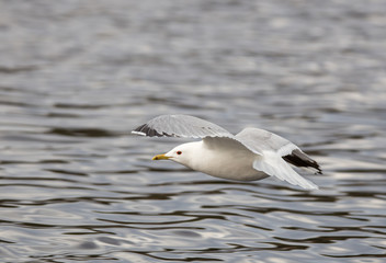 gulls flying