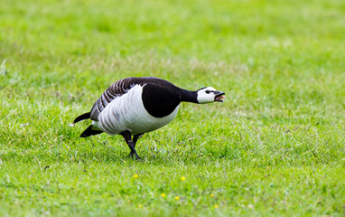 Barnacle Goose
