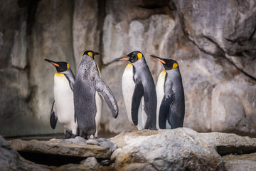 King Penguins