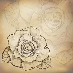 Sketch  rose background