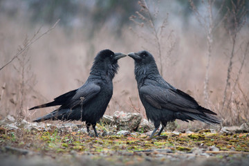 Two ravens in rainy day