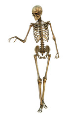 Human Skeleton