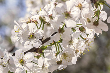 Flowers white spring cherry