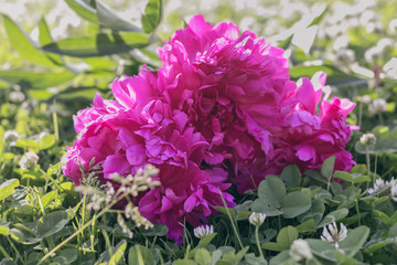 Flowers crimson peony in grass