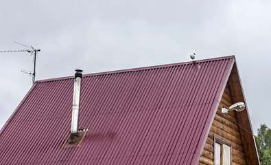 Seagull on roof