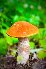 Orange-cap boletus growing in the  forest