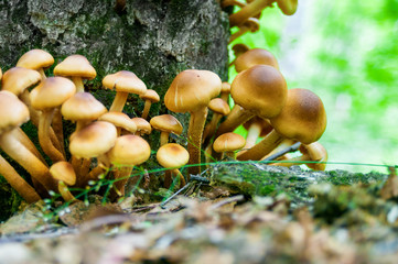 Mushrooms growing on a tree