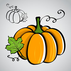 Sketch style vegetables - pumpkin