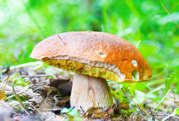 Mushroom boletus closeup in the forest
