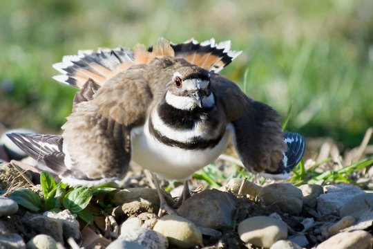 Defensive Killdeer &ndash; A mother killdeer sits on her eggs. When disturbed, she spreads her wings and puffs up her body, in a defensive pose.