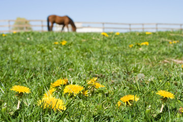 Fototapeta premium Horse in Dandelion Field – A dandelion field with grazing horse in background.