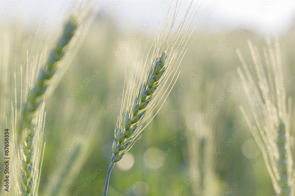 Wall mural Green barley growing in a field