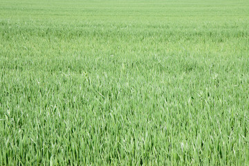 Green grass field background