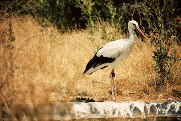 Stork