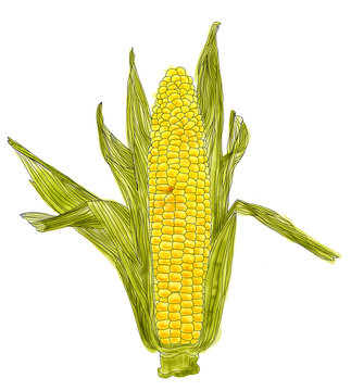 Ear of Corn Illustration – A digital watercolor illustration of an ear of corn, on a white background.