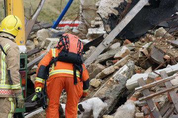 disaster zone, search and rescue dog