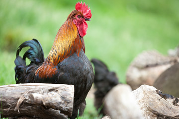 Red Rooster. A free range farmyard chicken in its native environment on a rural English farm.