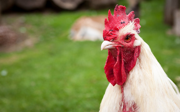 Free range farmyard chicken. A free range farmyard chicken in its native environment on a rural English farm.