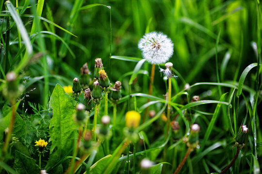 Fototapeta dandelion and a grass