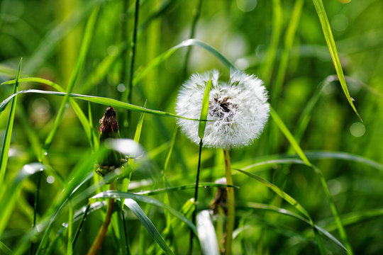 Fototapeta dandelion and a grass