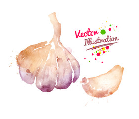 Watercolor garlic.