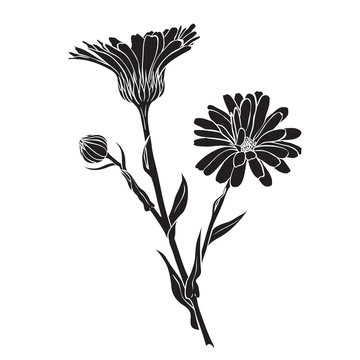 Hand drawn flowers - Calendula officinalis or pot marigold