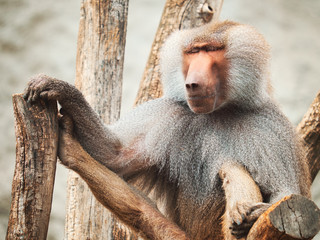 Baboon portrait