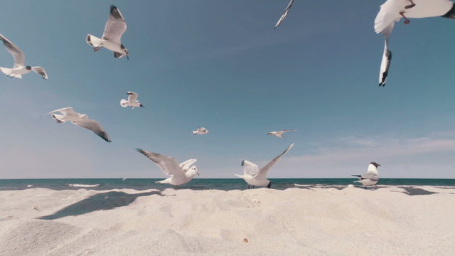 Flock of hungry seagulls feeding on the beach