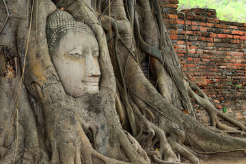 Buddha head in tree roots