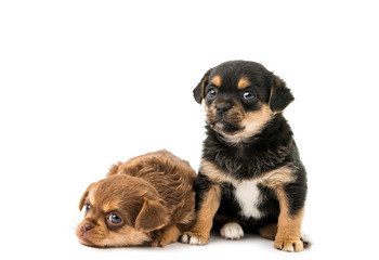 Obraz premium Puppy isolated