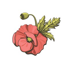 Red poppy, vector illustration.