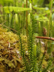 Moospflanze im Wald