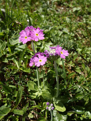 Primel im Raurisertal