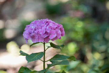 Fototapeta premium Pink hydrangea