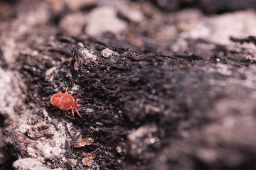 Red tick on a tree
