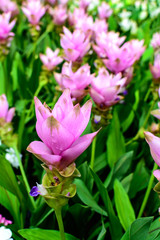 siam tulip, Beautiful blossom flower in thailand