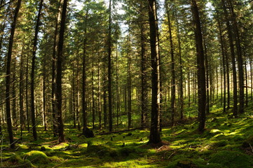 Fototapeta na wymiar Fairy-tail forest/ Fir tree forest penetrated with sunbeams, Puumala, Finland